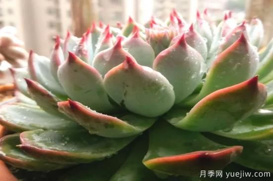 澆水上肥剪一波，做好養護讓居家植物安全過(guò)冬(圖1)