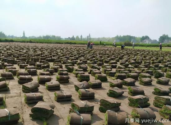 草坪，2021年上半年當之無(wú)愧的行情之王(圖1)