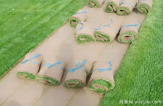 草坪，2021年上半年當之無(wú)愧的行情之王(圖3)