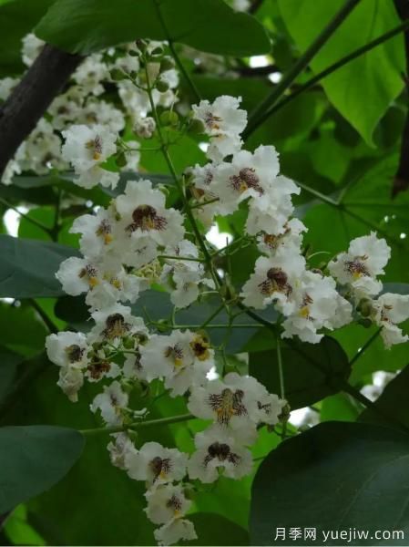 梓樹(shù)，庭院綠化常用樹(shù)種(圖4)