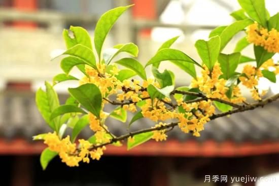 澆水上肥剪一波，做好養護讓居家植物安全過(guò)冬(圖3)