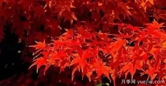 深度分析彩葉樹(shù)種的種類(lèi)、配置原則和應用(圖2)