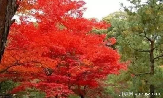 深度分析彩葉樹(shù)種的種類(lèi)、配置原則和應用(圖3)