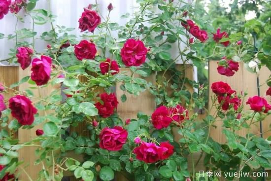 如何給月季花授粉？培育一個(gè)月季新品種要多久(圖2)