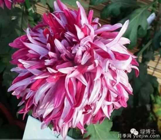 識花瓣，辨花型...快收好這份賞菊“門(mén)道”(圖5)
