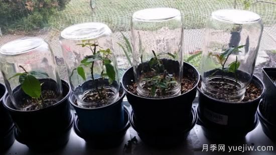 如何給月季花授粉？培育一個(gè)月季新品種要多久(圖3)