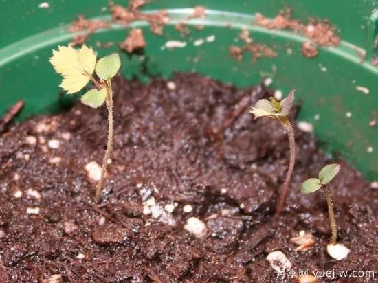 如何給月季花授粉？培育一個(gè)月季新品種要多久(圖4)