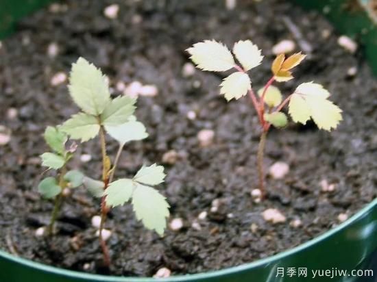 如何給月季花授粉？培育一個(gè)月季新品種要多久(圖5)