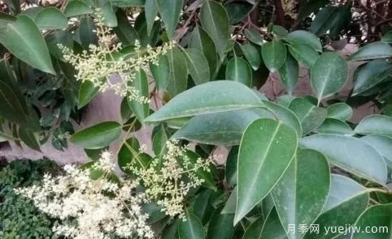 北方黃楊大葉女貞香樟等常綠闊葉喬木養護技術(shù)(圖3)