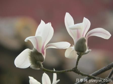玉蘭三姐妹：中土原生白與紫，北美舶來(lái)洋玉蘭(圖4)