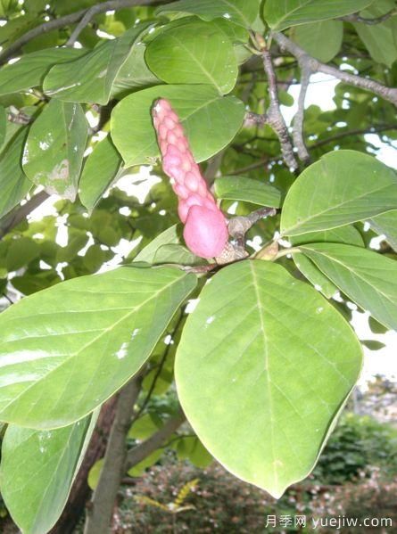 玉蘭三姐妹：中土原生白與紫，北美舶來(lái)洋玉蘭(圖6)