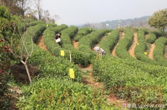 信陽(yáng)商城：積極創(chuàng  )建高山茶標準化生產(chǎn)基地(圖1)