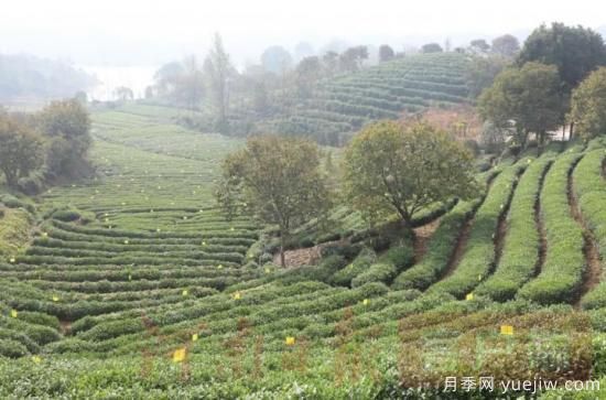信陽(yáng)商城：積極創(chuàng  )建高山茶標準化生產(chǎn)基地(圖2)