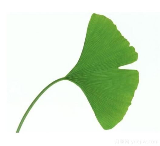 如何辨別銀杏雌雄植株？(圖1)