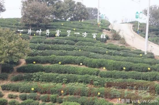 信陽(yáng)商城：積極創(chuàng  )建高山茶標準化生產(chǎn)基地(圖3)