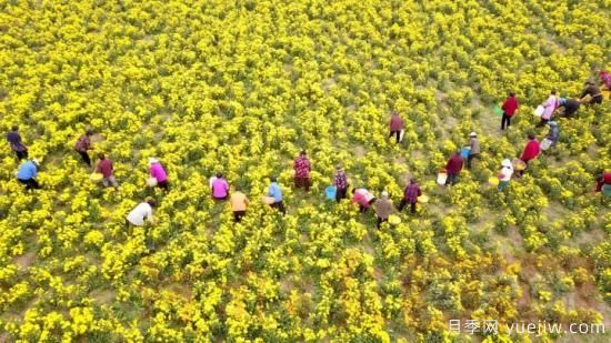 洛陽(yáng)汝陽(yáng)：酒祖之鄉菊飄香(圖1)