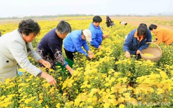 洛陽(yáng)汝陽(yáng)：酒祖之鄉菊飄香(圖2)
