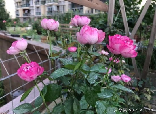 羊脂香水月季，以香聞名，花美如芍藥，四季能開(kāi)花(圖2)