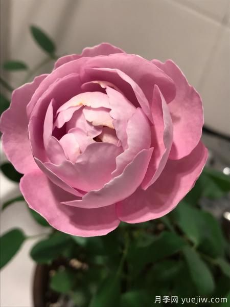 羊脂香水月季，以香聞名，花美如芍藥，四季能開(kāi)花(圖3)