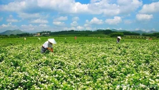 中國10大超級縣城，丹陽(yáng)全球一半眼鏡，許昌全球八成假發(fā)(圖5)