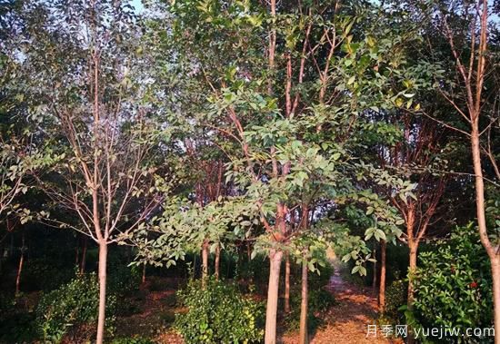 2022年Q1季度暢銷(xiāo)苗木(圖4)