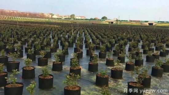 育苗容器影響苗木生長(cháng)嗎？應該如何選擇容器苗？(圖1)