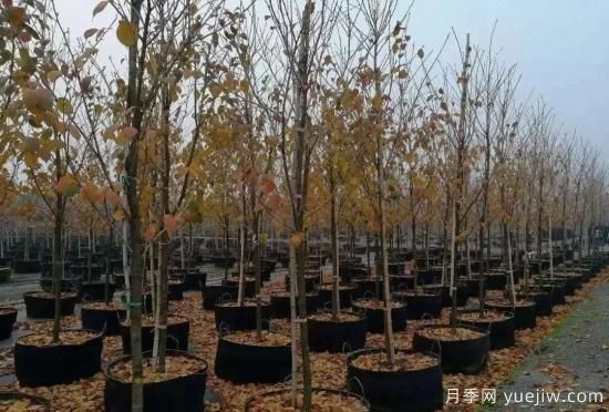 育苗容器影響苗木生長(cháng)嗎？應該如何選擇容器苗？(圖3)