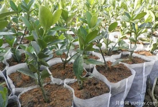 育苗容器影響苗木生長(cháng)嗎？應該如何選擇容器苗？(圖4)