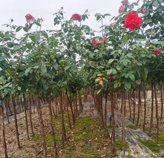 月季花冬剪很有必要，這樣做來(lái)年開(kāi)花量翻倍！(圖1)