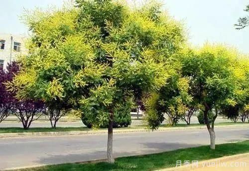 黃金欒樹(shù)種植繁殖技術(shù)方法(圖1)