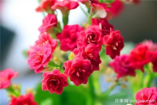 你的長(cháng)壽花不開(kāi)花養不好？這里有長(cháng)壽花養護秘訣！(圖1)