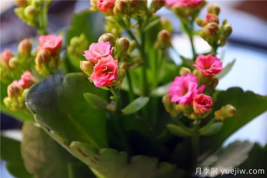 你的長(cháng)壽花不開(kāi)花養不好？這里有長(cháng)壽花養護秘訣！(圖2)
