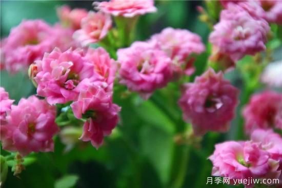 你的長(cháng)壽花不開(kāi)花養不好？這里有長(cháng)壽花養護秘訣！(圖3)