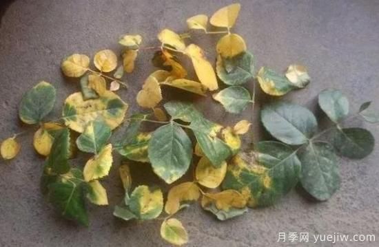 大花月季葉子發(fā)黃怎么辦？月季葉子發(fā)黃的原因(圖1)