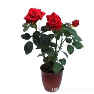 如何區分月季花苗和玫瑰花苗(圖2)