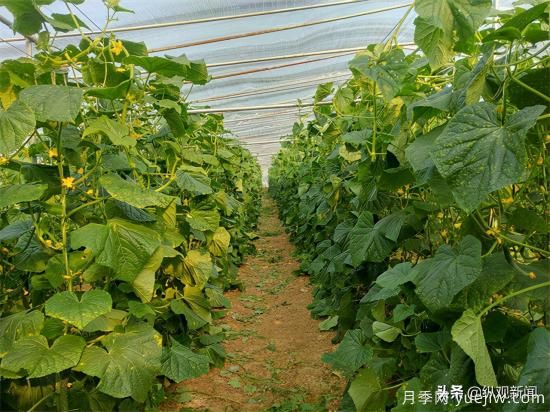 南陽(yáng)方城博望：“月季+秋菜”添彩鄉村振興底色(圖2)