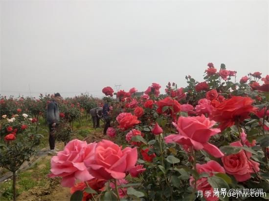 南陽(yáng)方城博望：“月季+秋菜”添彩鄉村振興底色(圖3)