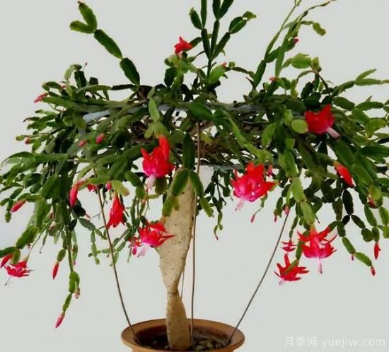 蟹爪蘭的嫁接方法，不會(huì )的都看看！(圖3)