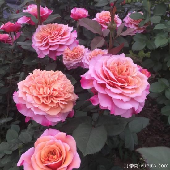 大花微月中的極品，鈴之妖精粉嫩可愛(ài)，太漂亮了(圖1)