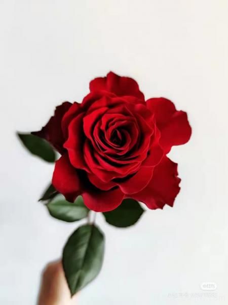 紅色切花月季經(jīng)典主流，推薦十種經(jīng)典常見(jiàn)的紅玫瑰(圖3)