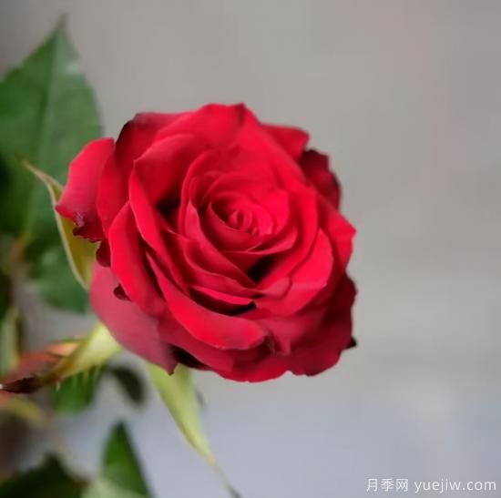 紅色切花月季經(jīng)典主流，推薦十種經(jīng)典常見(jiàn)的紅玫瑰(圖7)