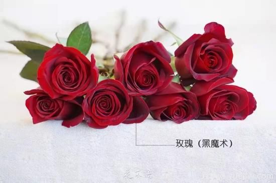 紅色切花月季經(jīng)典主流，推薦十種經(jīng)典常見(jiàn)的紅玫瑰(圖8)