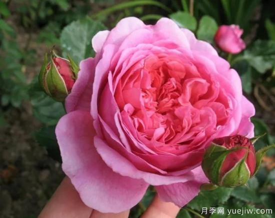 大花月季中的開(kāi)花機器--肯特公主月季，花朵鮮艷多姿(圖1)