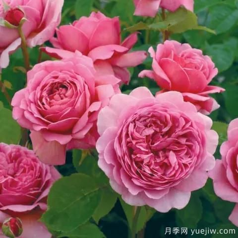 大花月季中的開(kāi)花機器--肯特公主月季，花朵鮮艷多姿(圖2)