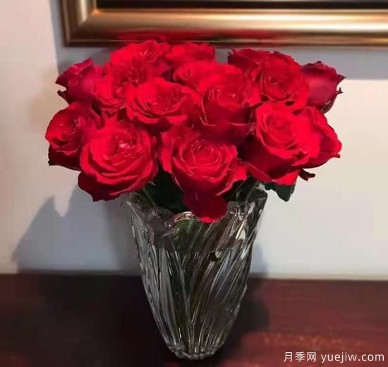 紅色切花月季經(jīng)典主流，推薦十種經(jīng)典常見(jiàn)的紅玫瑰(圖10)