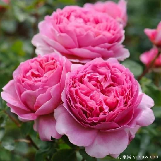 大花月季中的開(kāi)花機器--肯特公主月季，花朵鮮艷多姿(圖3)