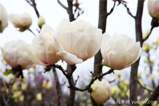 南陽(yáng)玉蘭基地告訴您白玉蘭養護的五個(gè)步驟(圖1)