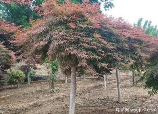 11月下旬熱門(mén)苗木市場(chǎng)價(jià)格一覽(圖2)