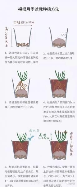 入手月季裸根苗正當時(shí)，冬季栽種掌握4個(gè)關(guān)鍵點(diǎn)(圖4)