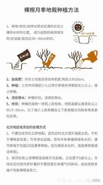 入手月季裸根苗正當時(shí)，冬季栽種掌握4個(gè)關(guān)鍵點(diǎn)(圖5)
